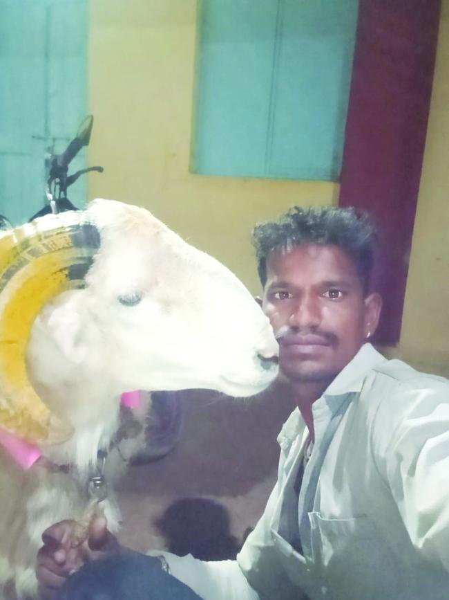 ಕಾಳಗ ಸ್ಪರ್ಧೆಯಲ್ಲಿ ಗೆದ್ದ ಟಗರು ಮಧ್ಯರಾತ್ರಿ ಕಳ್ಳತನ 