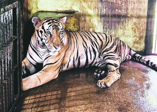 ಅಟಲ್‌ಜೀ ಮೃಗಾಲಯಕ್ಕೆ ‘ರೇವಾ’ ಗಂಡು ಹುಲಿ ನವ ಅತಿಥಿ