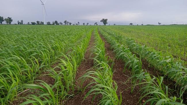ಮೆಕ್ಕೆ ಜೋಳದಲ್ಲಿ ಸೈನಿಕ ಹುಳುವಿನ ನಿರ್ವಹಣೆಗಾಗಿ ಸಲಹೆ 