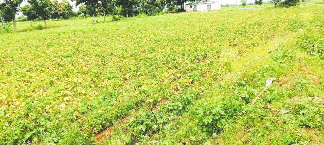 ಬಾರದ ಮಳೆಯಿಂದ ಬೆಳೆದ ಕಡಲೆ ಈಳುವರಿ ಕುಂಟಿತ 