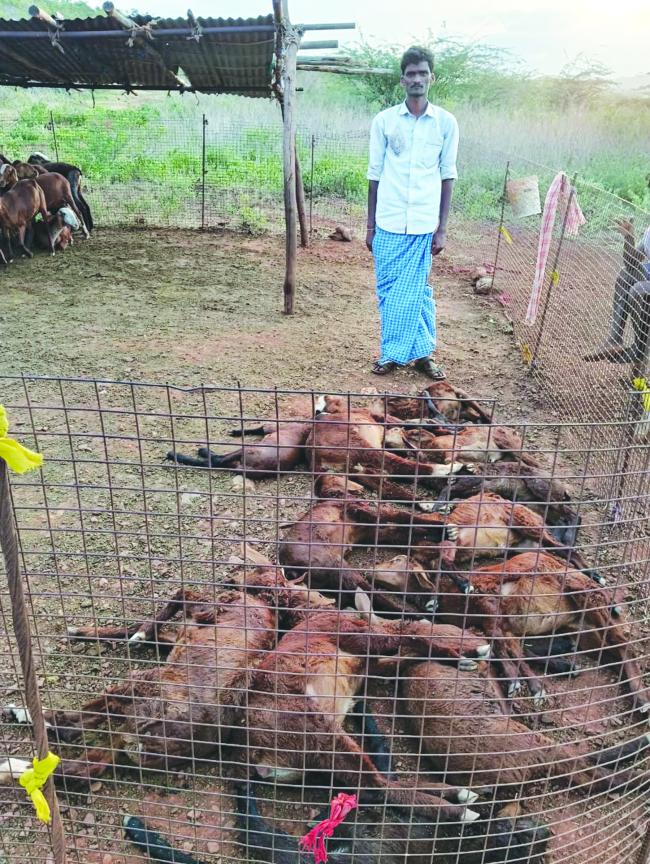ತೋಳ ದಾಳಿಗೆ 13 ಕುರಿಗಳು ಬಲಿ   