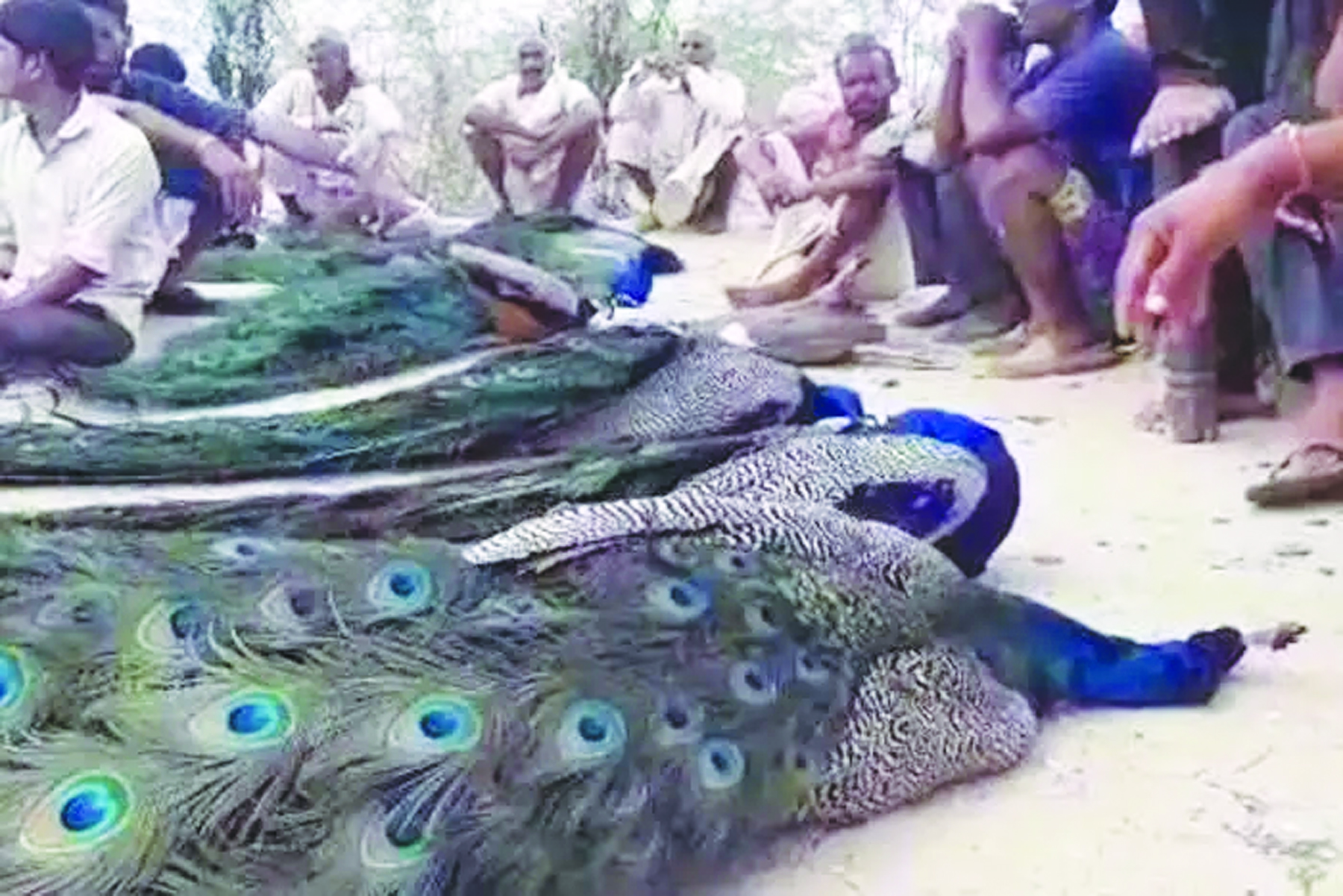 ಹೈ–ಟೆನ್ಷನ್ ವಿದ್ಯುತ್ ತಂತಿ ಸ್ಪರ್ಶಿಸಿ 6 ನವಿಲುಗಳ ಸಾವು