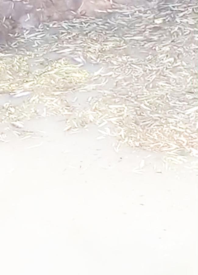 ಬಾವಿ ನೀರಿಗೆ ವಿಷ ಬೆರಸಿದ ಆರೊಪ; ಸಾವಿರಾರು ಮೀನು, ಆಮೆಗಳು ಸಾವು 