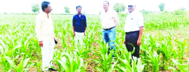 ಮೆಕ್ಕೆ ಜೋಳ ಬೆಳೆಗಾರರಿಗೆ ಕೊಪ್ಪಳ ಕೃಷಿ ವಿಸ್ತರಣಾ ಶಿಕ್ಷಣ ಕೇಂದ್ರದಿಂದ ಸೂಕ್ತ ಮಾಹಿತಿ 