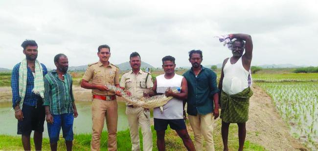 ಕಂಪ್ಲಿ- ಜವುಕು ಗ್ರಾಮದ ಕೃಷಿ ಹೊಂಡದಲ್ಲಿ ಮೊಸಳೆ ಪ್ರತ್ಯಕ್ಷ