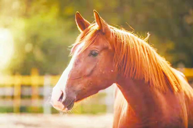 ಉತ್ತಮ ಮಳೆಯ ಸಂತಸದಲ್ಲಿರುವ ರೈತರಿಗೆ ಕುದುರೆ ಶಾಕ್