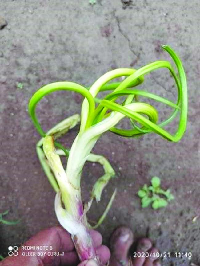 ಈರುಳ್ಳಿ ಬೆಳೆಯಲ್ಲಿ ಎಲೆ ಮಚ್ಚೆ ರೋಗ: ಹತೋಟಿ ರೈತರಿಗೆ ಸಲಹೆ 