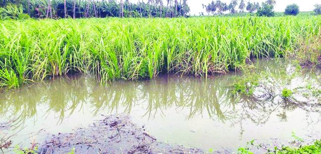 ನದಿಗೆ 1.06 ಲಕ್ಷ ಕ್ಯೂಸೆಕ್ಸ್‌ ನೀರು : ಕಂಪ್ಲಿ-ಕೋಟೆಯಲ್ಲಿ ಮುಳುಗಿದ ಸಂಪರ್ಕ ಸೇತುವೆ : ಜಮೀನು, ದೇವಸ್ಥಾನಗಳು ಜಲಾವೃತ   