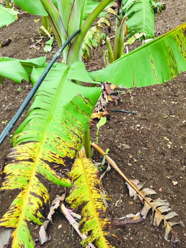 ಬಾಳೆ ಬೆಳೆ ರೋಗ ನಿಯಂತ್ರಣ ಕ್ರಮಗಳು: ರೈತರಿಗೆ ಸಲಹೆ 