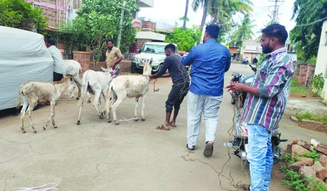 ರಸ್ತೆಗಳಲ್ಲೆ ಬೀಡು ಬಿಟ್ಟಿದ್ದ ಕತ್ತೆಗಳನ್ನು ವಶ 