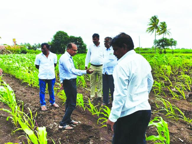 ಇಳುವರಿಗೆ ಗೊಣ್ಣೆಹುಳುವಿನ ಬಾಧೆ: ಕೃಷಿ ವಿಜ್ಞಾನಿಗಳಿಂದ ಪರೀಶೀಲನೆ : ಸಂತೋಷಕುಮಾರ ಕಾಮತ್ 