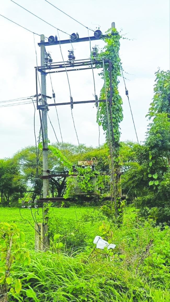ವಿದ್ಯುತ್ ಕಂಬ, ಪರಿವರ್ತಕಗಳಿಗೆ ಸುತ್ತಿರುವ ಬಳ್ಳಿ, ಗಿಡಗಂಟಿ ತೆರವುಗೊಳಿಸಿ 