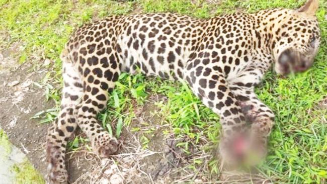 ರೈಲು ಬಡಿದು ಚಿರತೆ ಸಾವು 