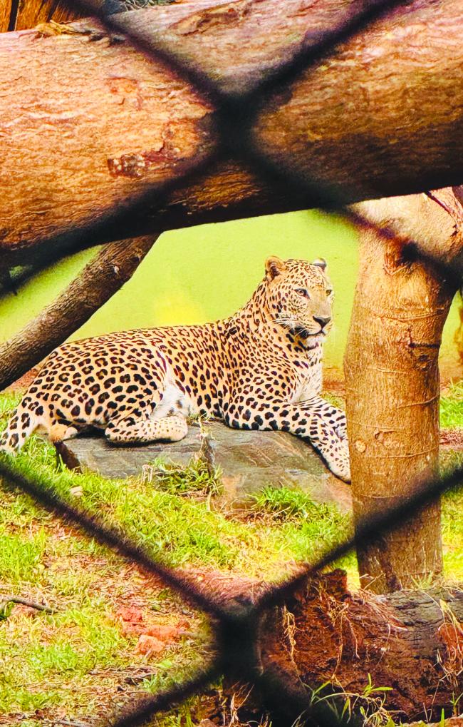 ಚಿರತೆ ದತ್ತು ಪಡೆಯುವ ಮೂಲಕ ಶಾಸಕ ಮಾನೆ ಜನ್ಮದಿನ ಆಚರಣೆ