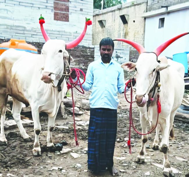 ಪ್ರವಾಹದಲ್ಲಿ ಕೊಚ್ಚಿ ಹೋದ ಎತ್ತುಗಳನ್ನು ಪ್ರಾಣ ಪಣಕ್ಕಿಟ್ಟು ರಕ್ಷಿಸಿದ ರೈತ