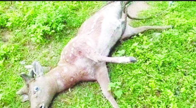 ರಾಕ್ ಗಾರ್ಡನ್ ಸನಿಹ ದಂಡೆಯಲ್ಲಿ ಜಿಂಕೆಯ ಮೃತದೇಹ ಪತ್ತೆ  