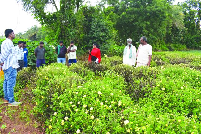 ಸಮಸ್ಯಾತ್ಮಕ ಸೇವಂತಿಗೆ ಕ್ಷೇತ್ರಗಳಿಗೆ ವಿಜ್ಞಾನಿಗಳ ಭೇಟ್ಟಿ 