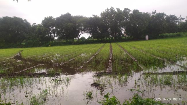  ತಾಂಬಾ ಗ್ರಾಮದ ರೈತ ಸಿದ್ದಪ್ಪ ಹಿರೇಕುರಬರ   ನೀರು ನಿಂತ್ತು ಕೋಳೆ ರೊಗಕ್ಕೆ ತುತ್ತಾದ ಈರುಳ್ಳಿ. ಲಕ್ಷ್ಮಣ ಹಿರೇಕುರಬರ 