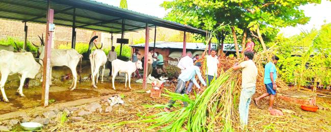 ಗೋಶಾಲೆಯಲ್ಲಿ ಹಿಂದೂ ಸಂಘಟನೆ ಕಾರ್ಯಕರ್ತರಿಂದ ನಿರಂತರ ಸ್ವಚ್ಛತೆ 