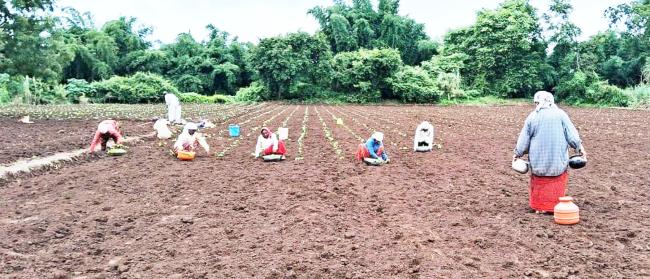 ತಂಬಾಕು ಉತ್ಪಾದನೆಗೆ ಚಿಕ್ಕೋಡಿ-ನಿಪ್ಪಾಣಿ ಹೆಸರುವಾಸಿ 