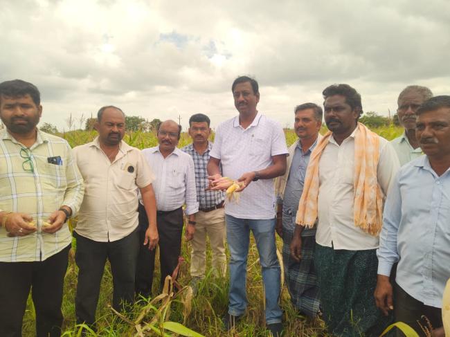  ನಿರಂತರ ಮಳೆಯಿಂದಾಗಿ ಬೆಳೆ ಹಾನಿ:  ಜಿಲ್ಲಾಧಿಕಾರಿಗಳಿಂದ ಪರಿಶೀಲನೆ