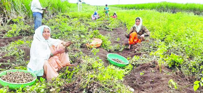 ಇಳುವರಿ ಕಡಿಮೆ* ಬೆಲೆ ಕುಸಿತದಿಂದ ರೈತರಲ್ಲಿ ನಿರಾಶೆ* ಕೈಚಲ್ಲಿ ಕುಳಿತ ರೈತರು 