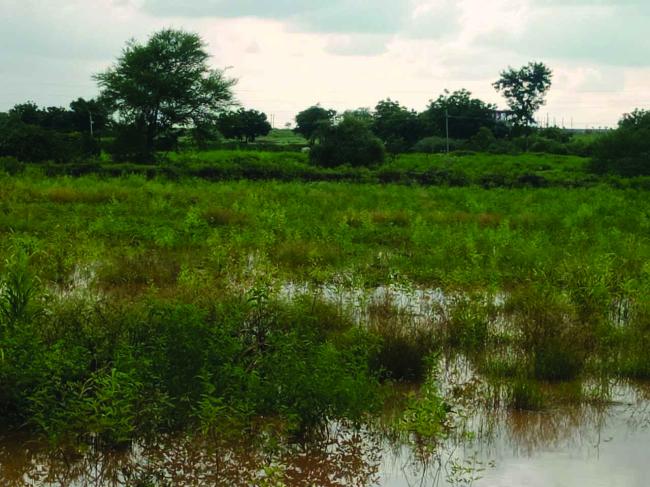 ಬೀಡದ ಮಳೆ ಬಾರದ ಬೆಳೆ ರೈತರನ ಬದುಕು ಮೂರಾಬಟ್ಟೆ : ಸಚೀನ ಇಂಡಿ  