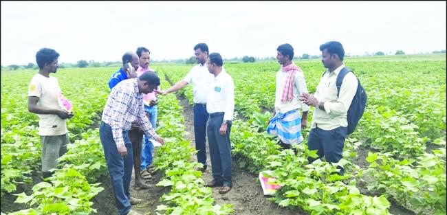 ಹತ್ತಿ ಬೆಳೆಯಲ್ಲಿ ತಂಬಾಕು ಸ್ಟ್ರೀಕ್ ವೈರಸ್ ರೋಗ ಬಾಧೆ: ನಿರ್ವಹಣೆಗೆ ಸಲಹೆ 