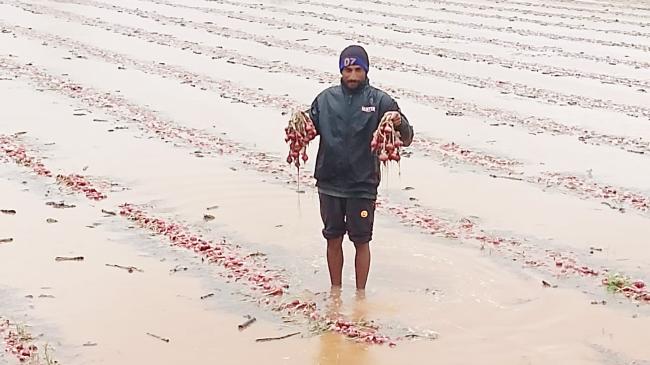 ಮಳೆ ಸತತವಾಗಿ ಬಿದ್ದ ಹಿನ್ನೆಲೆಯಲ್ಲಿ ಬೆಳೆಗೆ ರೋಗ ತಗುಲಿ ಬೆಳೆ ನಾಶ 