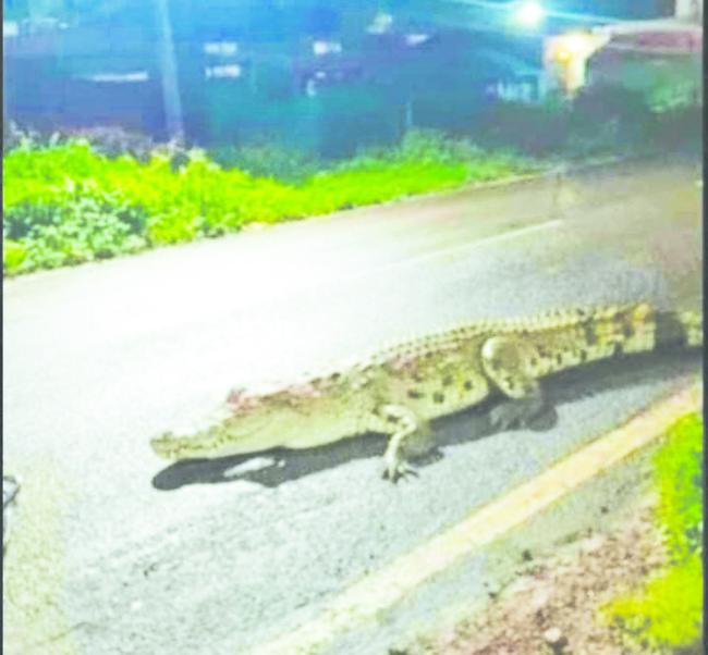 ಅಗ್ರಣಿ ನದಿ ಪ್ರವಾಹದಿಂದ ಮೊಸಳೆ ಸಂಖ್ಯೆ ಹೆಚ್ಚಾಗಿದ್ದು ರೈತರಿಗೆ ಭಯದ ವಾತಾವರಣ ಸೃಷ್ಟಿ