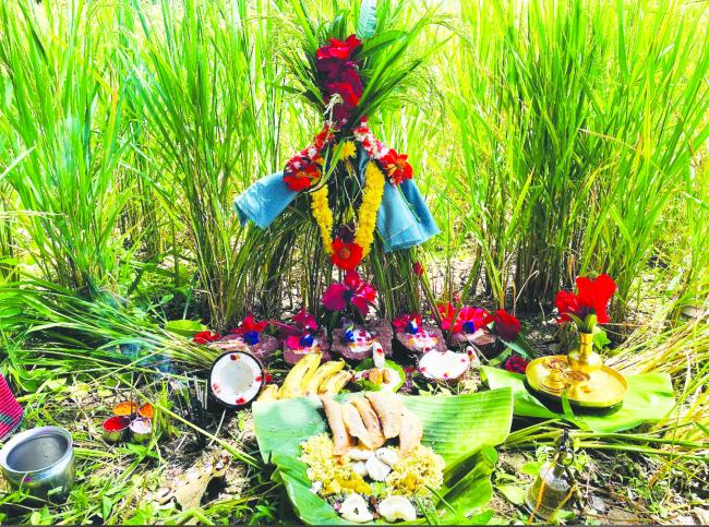 ತಾಲೂಕಿನಾದ್ಯಂತ ಶೀಗೆ ಹುಣ್ಣಿಮೆ ಸಂಭ್ರಮ ಸಡಗರದಿಂದ ಆಚರಣೆ  