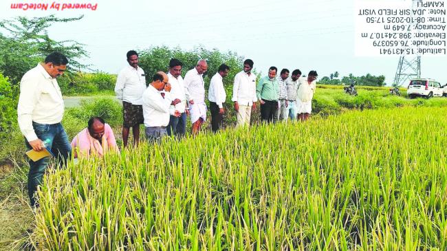 ಭತ್ತದ ಬೆಳೆಯಲ್ಲಿ ದುಂಡಾಣು ಎಲೆ ಚುಕ್ಕಿ ರೋಗ ನಿರ್ವಹಣೆಗೆ ಮುಂಜಾಗ್ರತಾ ಕ್ರಮವಹಿಸಲು ಸಲಹೆ 