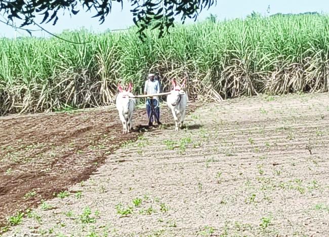  ಗಡಿ ಭಗದ  ರೈತರ ಹಿಂಗಾರಿ ಬಿತ್ತನೆ 