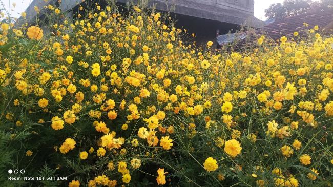  ರಸ್ತೆಯಲ್ಲಿ ಬೆಳೆದ ಹಳದಿ ಬಣ್ಣದ ಚೆಂದುಳ್ಳಿ, 