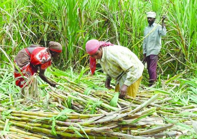 ಕಬ್ಬು ಬೆಳೆ ಕ್ಷೇತ್ರ ವಿಸ್ತಾರದಿಂದ 2025-26 ಸಾಲಿನ ಕಬ್ಬು ಉತ್ಪಾದನೆ ಹೆಚ್ಚುವ ನೀರೀಕ್ಷೆ  