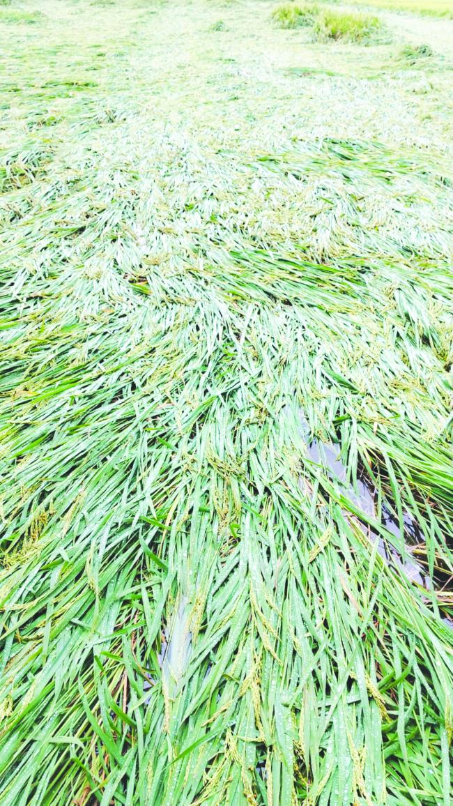 ಧರಾಶಾಹಿಯಾದ ಭತ್ತ: ಪರಿಹಾರಕ್ಕೆ ಸಂಪತ್ ಕುಮಾರಗೌಡ ಮನವಿ  