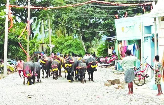 ಪಾಂಡವರ ಸ್ಮರಣಾರ್ಥ ಎಮ್ಮೆಗಳಿಗೆ ಅಲಂಕಾರ : ಅದ್ಧೂರಿ ಮೆರವಣಿಗೆ 