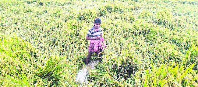 ಮಳೆಯಿಂದ ನೆಲಕಚ್ಚಿದ ಭತ್ತ: ಪರಿಹಾರಕ್ಕಾಗಿ ರೈತರ ಅಳಲು