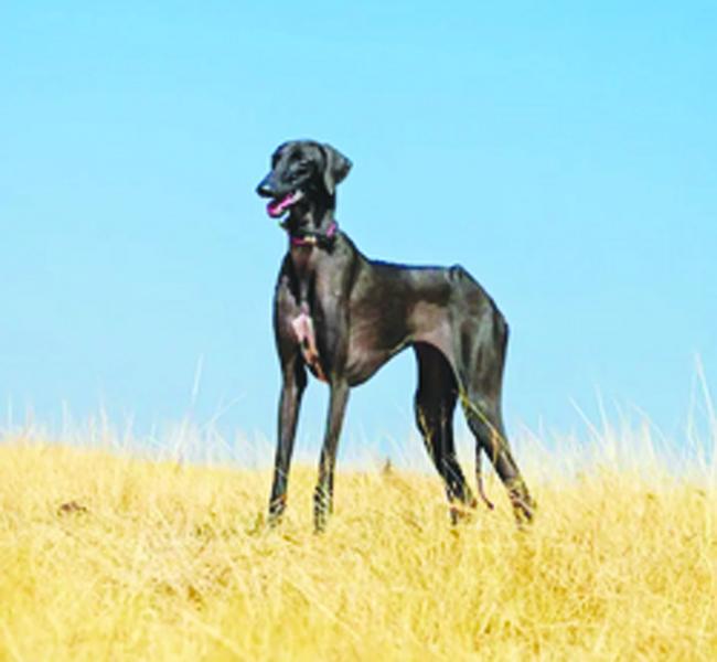 ಮುಧೋಳ ಶ್ವಾನಕ್ಕೆ ಬಿಎಸ್‌ಎಫ್ ತರಬೇತಿ 