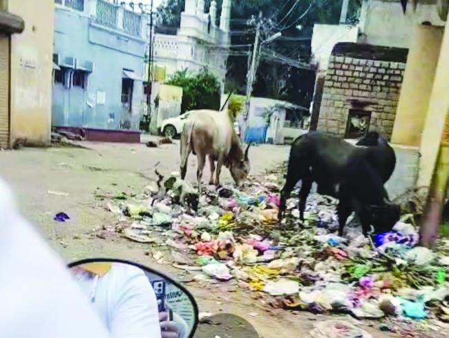 ಎಲ್ಲೆಂದರಲ್ಲಿ ಕಸ ಹಾಕುತ್ತಿರುವ ನಾಗರಿಕರು: ಅನಾರೋಗ್ಯ ಉಂಟಾಗುವ ಭೀತಿ