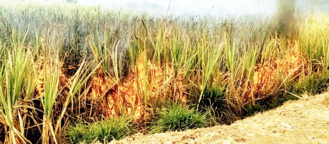 ವಿದ್ಯುತ್ ಅವಘಡ 20 ಎಕ್ಕರ ಕಬ್ಬಿನ ಗದ್ದೆ ಬೆಂಕಿಗಾಹುತಿ 