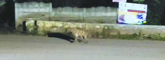 ದಂಡಕಾರಣ್ಯದಲ್ಲಿ ಅಪರೂಪಕ್ಕೆ ಕತ್ತೆಕಿರುಬದ ದರ್ಶನ  