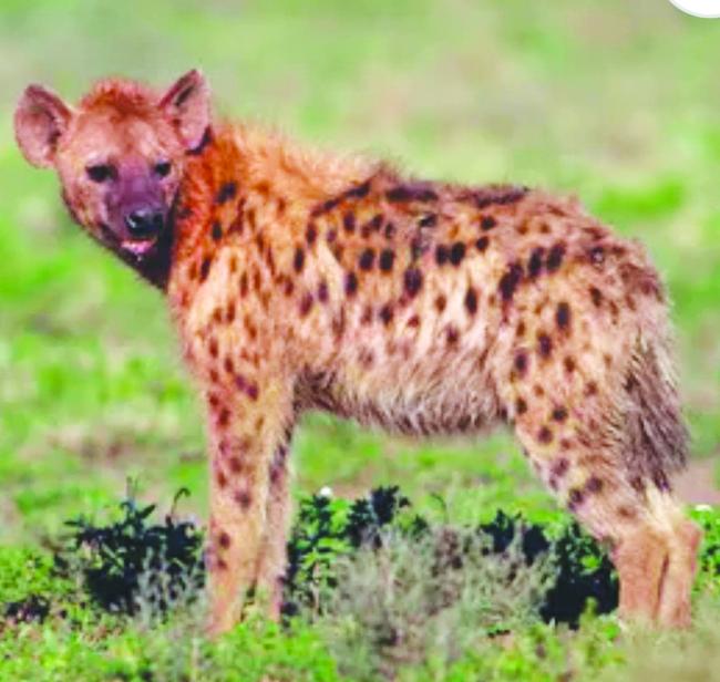 ಕತ್ತೆ ಕಿರುಬ ಪ್ರತ್ಯಕ್ಷ  
