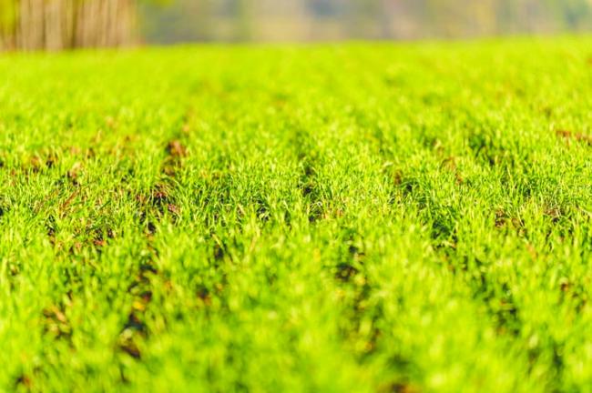 ಜಿಲ್ಲೆಯಲ್ಲಿ ಹಿಂಗಾರು ಹಂಗಾಮಿಗೆ 210144 ಹೆಕ್ಟೇರ್ ಪ್ರದೇಶ ಬಿತ್ತನೆ 