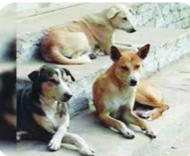 ಬೀದಿನಾಯಿಗಳ ನಿಯಂತ್ರಣಕ್ಕೆ ಪುರಸಭೆ ಸೂಚನೆ 