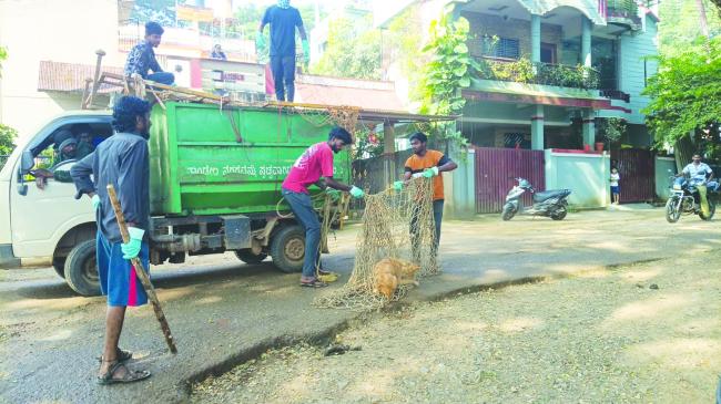 ದಾಂಡೇಲಿ ಬೀದಿ ನಾಯಿಗಳ ಬಗ್ಗೆ ಎಚ್ಚೆತ್ತ ನಗರ ಸಭೆ 