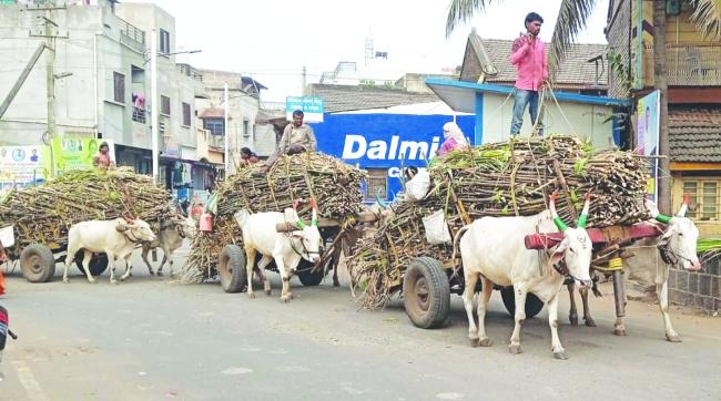 ಎತ್ತಿನ ಗಾಡಿಯಲ್ಲಿ ಕಬ್ಬು ಸಾಗಣೆ ಽ ಮೂಕ ವೇದನೆ ಕೇಳುವವರಿಲ್ಲ ಎತ್ತುಗಳಿಗೆ ಭಾರ, ಲಗಾಮು ಹಾಕುವರಾರು