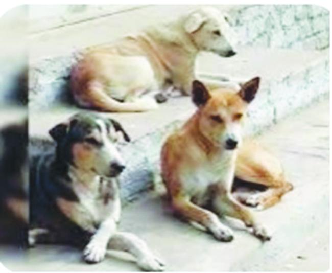 ಬೀದಿನಾಯಿಗಳ ನಿಯಂತ್ರಣಕ್ಕೆ ಪುರಸಭೆ ಸೂಚನೆ