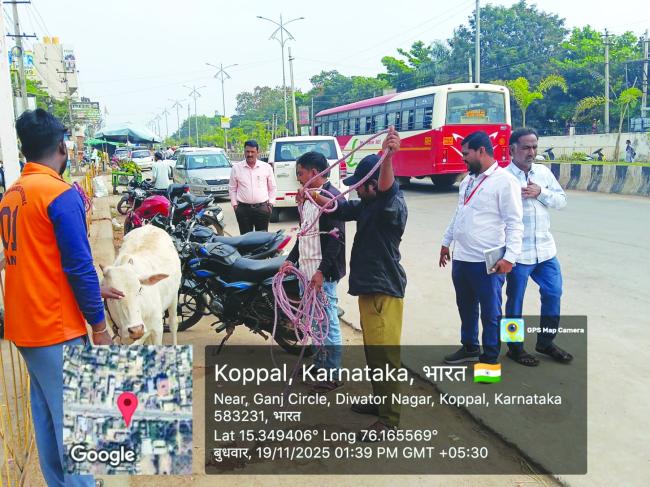 ಬಿಡಾಡಿ ದನಗಳನ್ನು ಹಿಡಿದು ಗೋಶಾಲೆಗೆ ರವಾನೆ: ಕೊಪ್ಪಳ ನಗರ ಸಭೆಯ ಕ್ರಮ
