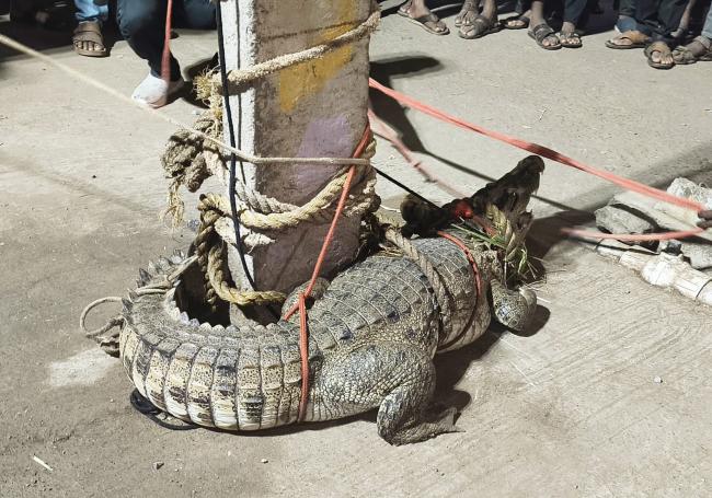 ಜೀವಂತ ಮೊಸಳೆ ಹಿಡಿದು ಅರಣ್ಯ ಇಲಾಖೆ ಅಧಿಕಾರಿಗಳಿಗೆ ರವಾನೆ 